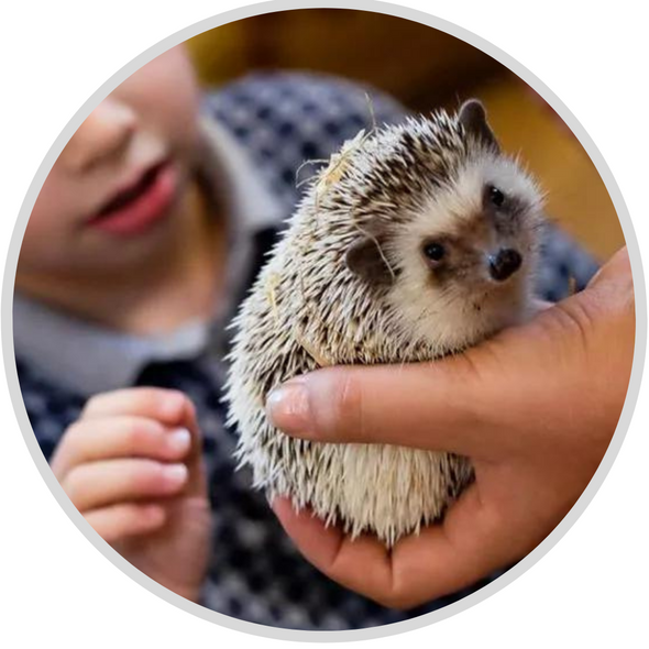 Animal Interaction Workshop for Children With SEND